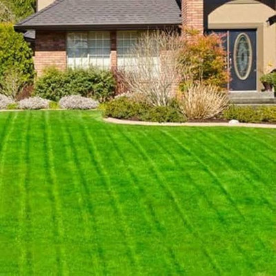 Greenfall American Bermuda Seed Pack - 5500 Fast-Growing Grass Seeds Seed(5500 per packet)