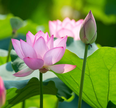 Sacrd Sutra lotus,kamal gatta Seed(10 per packet)