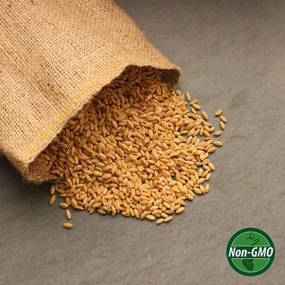 WILLVINE Hard White Wheat Berry Seeds for Wheatgrass Winter-[1000 Seeds] Seed(100 per packet)