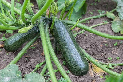 Aywal Imported Zucchini Green Hybrid Vegetable Seed(10 per packet)