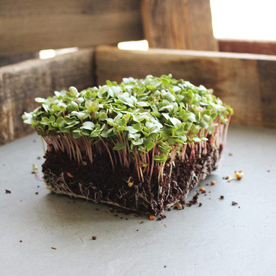 CYBEXIS ATS-33 - China Rose Radish Sprouting - (750 Seeds) Seed(750 per packet)