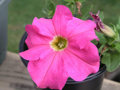 Lorvox Mixed Petunia Climbing Flower Seed(120 per packet)