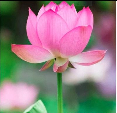 ROSEMERC Premium Quality Red lotus seeds/Kamal gatta seeds ( 20 seeds ) per packet Seed(20 per packet)