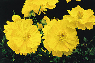 ZIXA Lemon Cosmos Seed(20 per packet)
