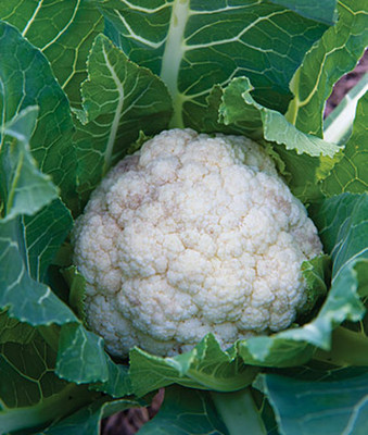 CYBEXIS Attribute Hybrid Cauliflower Variety2000 Seeds Seed(2000 per packet)