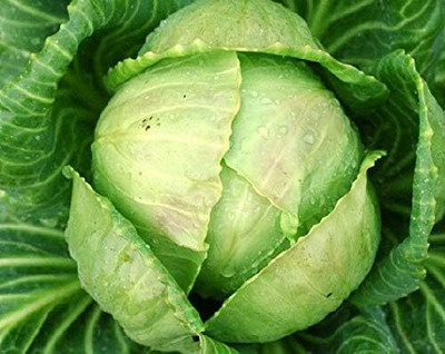 WILLVINE HAR -VI Seeds Of Cabbage Golden Acre, Heirloom [5g] Seed(1500 per packet)