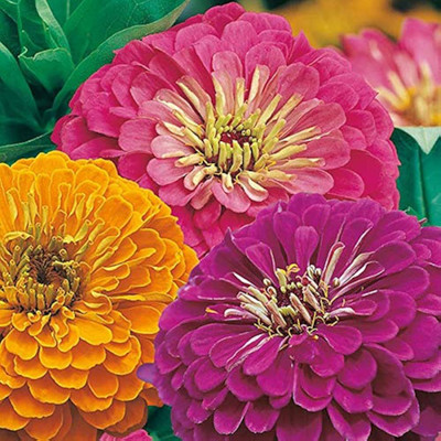 LIFELEX Zinnia Liliput Mixed Colour Seed(22 per packet)