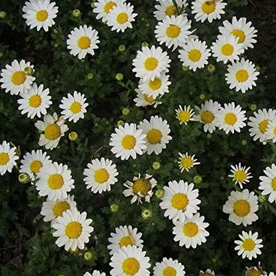 Qualtivate LX-153 Blooming Dutch Chrysanthemum Seeds Seed(25 per packet)