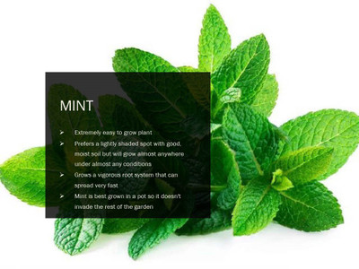 VibeX MINT SEEDS(2500 Seeds) Seed(2500 per packet)