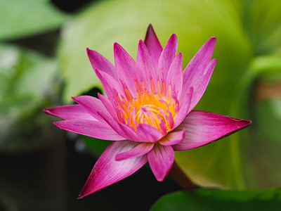 Mahyco lotus,kamal gatta Seed(10 per packet)