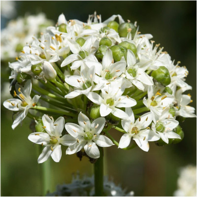 CYBEXIS PAU-11 - Chinese Chive for Planting - (750 Seeds) Seed(750 per packet)