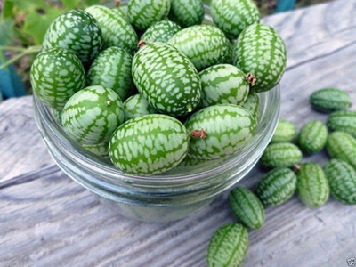 Qualtivate LX-514 Mexican Sour Gherkin Cucumber Seed(200 per packet)