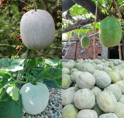 ibains Winter melon seeds beej 24 Seed(24 per packet)