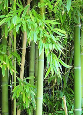 BDSresolve bamboo tree seeds/bamboo seeds 67 Seed(67 per packet)