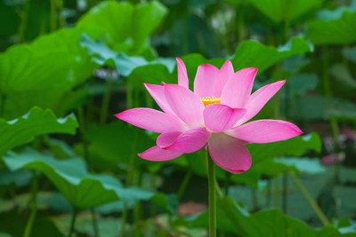 NaturePlanet lotus,kamal gatta Seed(10 per packet)