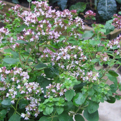 CYBEXIS VVI-4 - Origanum vulgare Hirtum | Greek Oregano - (1350 Seeds) Seed(1350 per packet)