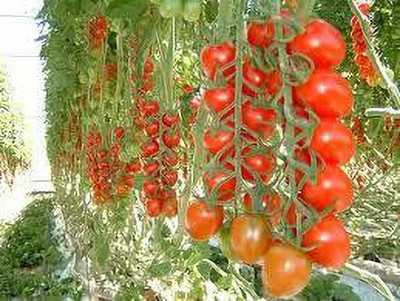 Oliver HYBRID F1 QUALITY TOMATO SEEDS Seed(20 per packet)