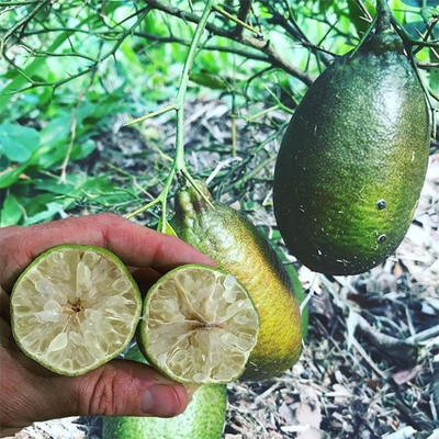 WILLVINE Fruit Meyer Lemon Dwarf Citrus Seed-[125 Seeds] Seed(125 per packet)