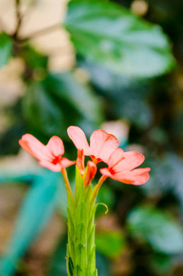 TANMAY FUN ZONE kanakambaram-firecracker-crossandra Seed(42 per packet)