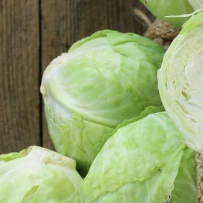 WILLVINE GBPUT -V Golden Acre Cabbage Seeds [50g] Seed(15000 per packet)