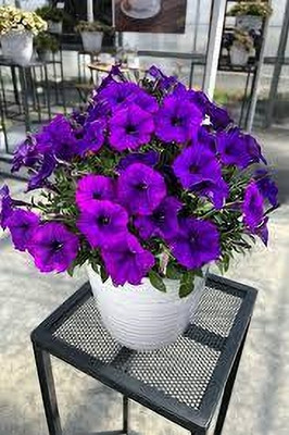 BDSresolve Petunia flower seeds hybrid::petunia hybrid mix flower seed Seed(20 per packet)