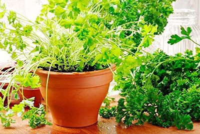 CYBEXIS LX-30 - Dark Green Italian Flat Leaf Parsley - (2250 Seeds) Seed(2250 per packet)
