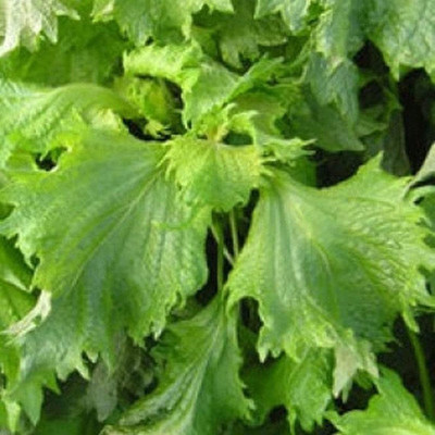 VibeX VXI-36 - Green Shiso Perilla - (2250 Seeds) Seed(2250 per packet)