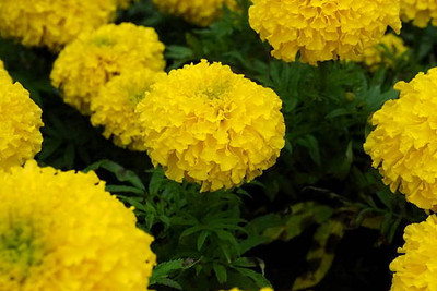 GranysGarden marigold/gende ka phool flower seeds Seed(75 per packet)
