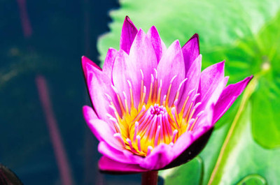 GGE NATURAL ITEM lotus,kamal gatta Seed(15 per packet)