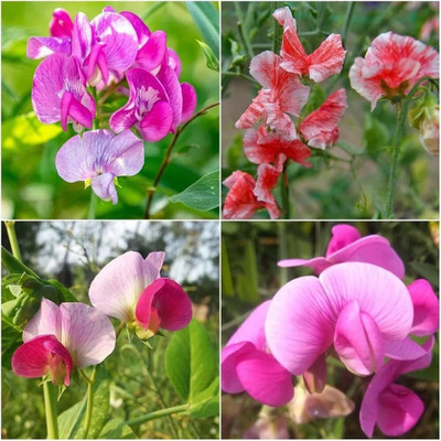 Lorvox Sweet Pea Flower Seeds F1 Hybrid Seed(65 per packet)