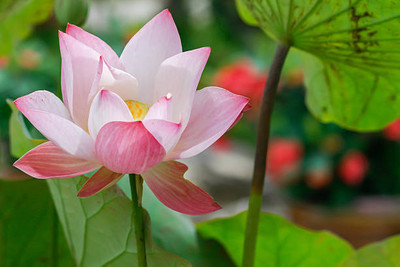Lorvox Lotus Seed(11 per packet)