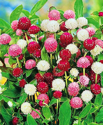 abiswas Gomphrena Mix colour Flower Seed(220 per packet)
