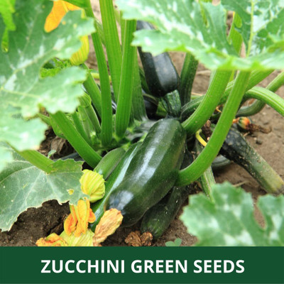 Qualtivate HUA-8A ZUCCHINI -GREEN -SUMMER SQUASH Seed(30 per packet)