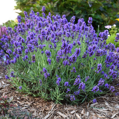 CYBEXIS TLX-41 - Sweet Lavender - (2250 Seeds) Seed(2250 per packet)