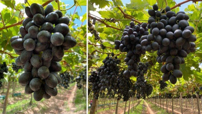 TRICONE Grapes Seed(70 per packet)