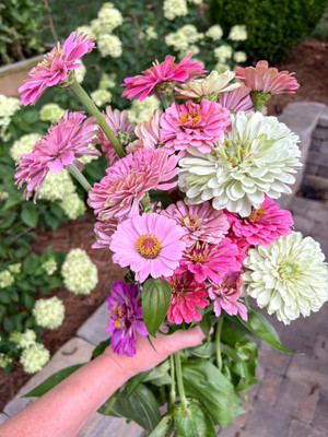 GREENSEA Hybrid Zinnia Flower Seed(35 per packet)