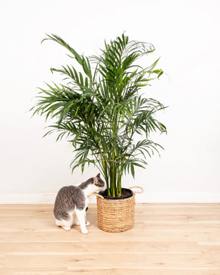 Arshiayat areca palm seeds Seed(128 per packet)