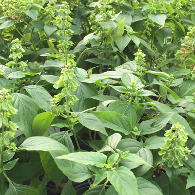 WILLVINE Africian Tree Basil-[2000 Seeds] Seed(2000 per packet)