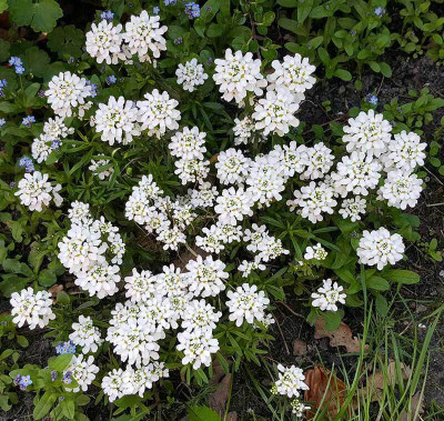 CEZIUS Iberis semper­vi­rens (Candytuft) Seed(100 per packet)