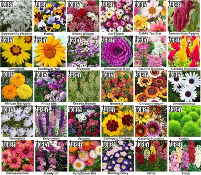 Agrey combo of 30 variety flower seeds with instruction manual. Seed(30 per packet)