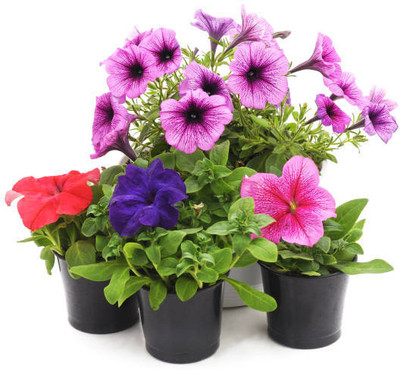 LIVOX PETUNIA MIXED FLOWER Seed(50 per packet)
