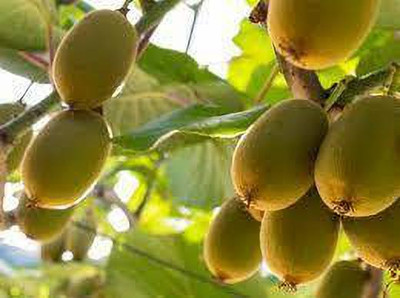 XOLDAA hybrid kiwi fruit seeds Seed(52 per packet)