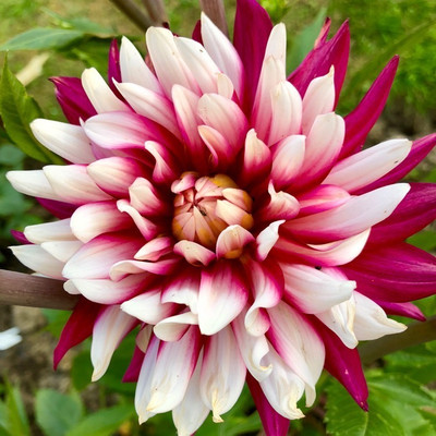 Arshiayat daliya flower plant Seed(78 per packet)