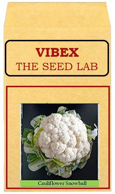 CYBEXIS Cauliflower Hybrid Seeds2000 Seeds Seed(2000 per packet)