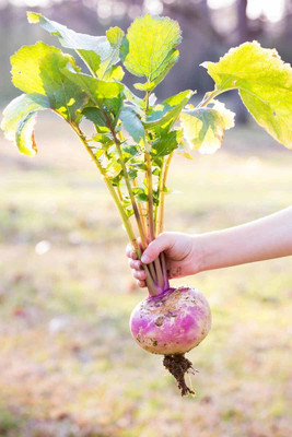 Avysa White Purple Top Turnip/Shalgam Seed(100 per packet)