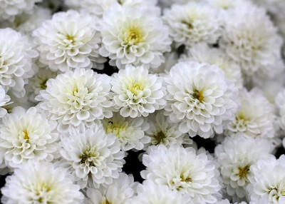 wequality Chrysanthemum white seed/Chrysanthemum seeds 82 Seed(82 per packet)