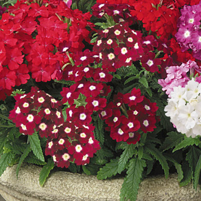 Lorvox Verbena Flower Seed(65 per packet)