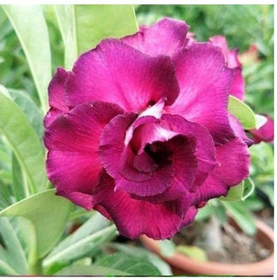 Qualtivate NDIR-616 Single Layer Flower Adenium Obesum Seed(30 per packet)