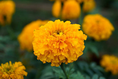 Boomani marigold/gende ka phool flower seeds Seed(75 per packet)