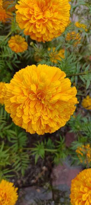 Heirloom Quality marigold/gende ka phool flower seeds Seed(75 per packet)